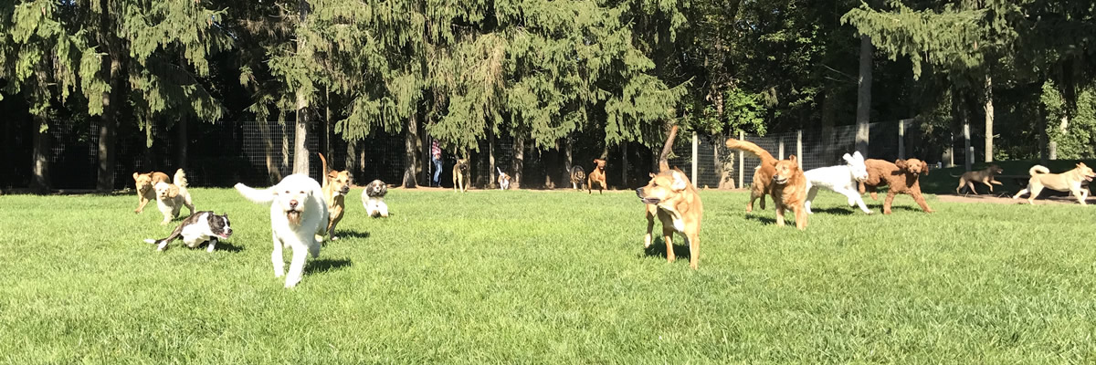 Rin Tin Inn Dog Lodge