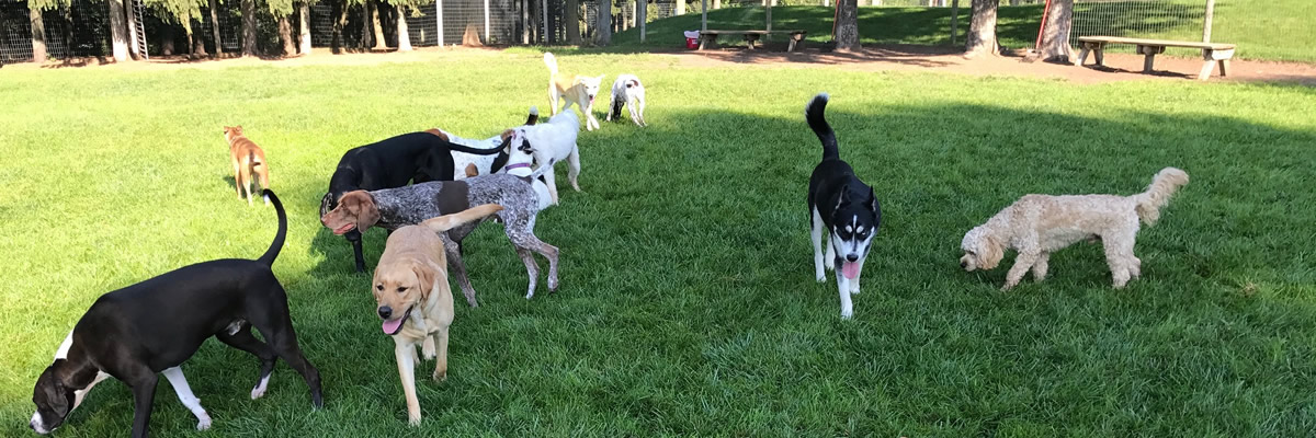 Rin Tin Inn Dog Lodge