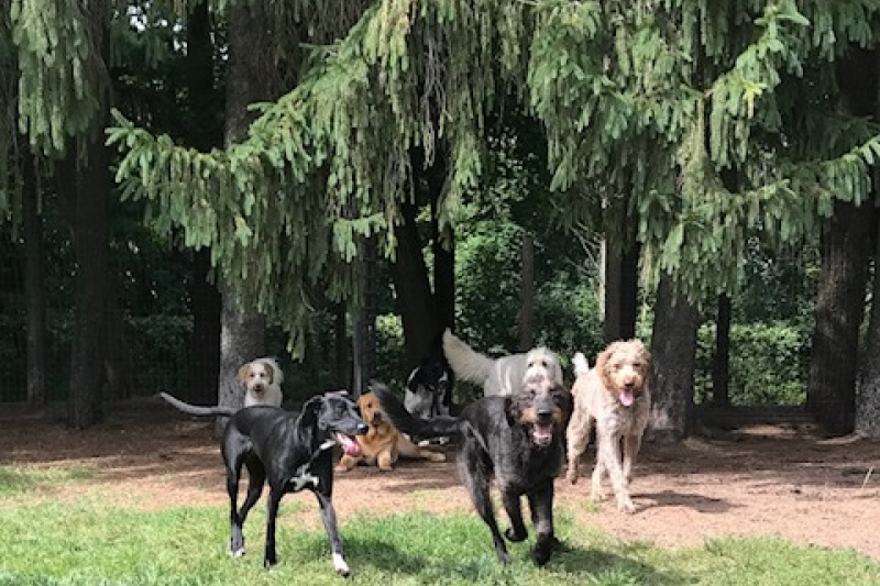 Rin Tin Inn Dog Lodge