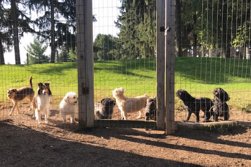 Rin Tin Inn Dog Lodge