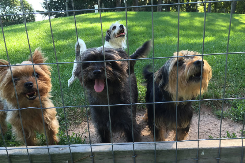 Rin Tin Inn Dog Lodge