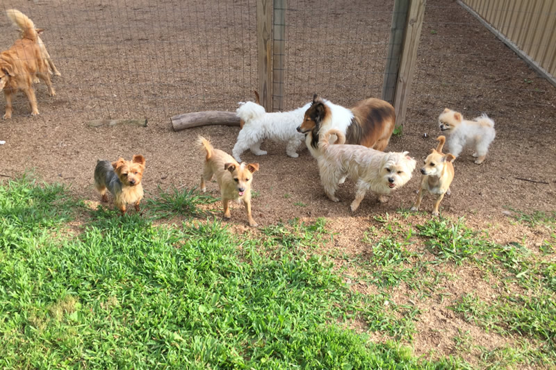 Rin Tin Inn Dog Lodge