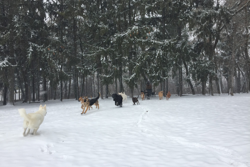 Rin Tin Inn Dog Lodge