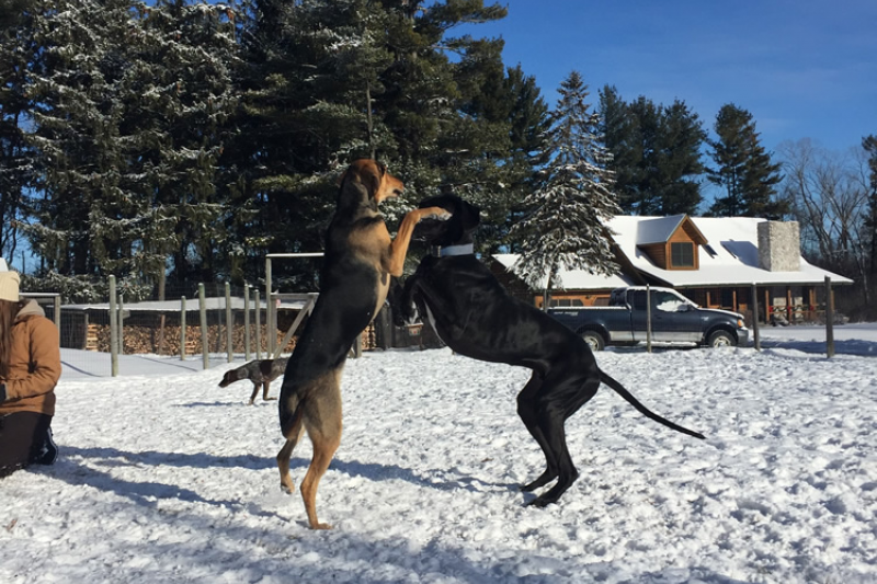 Rin Tin Inn Dog Lodge