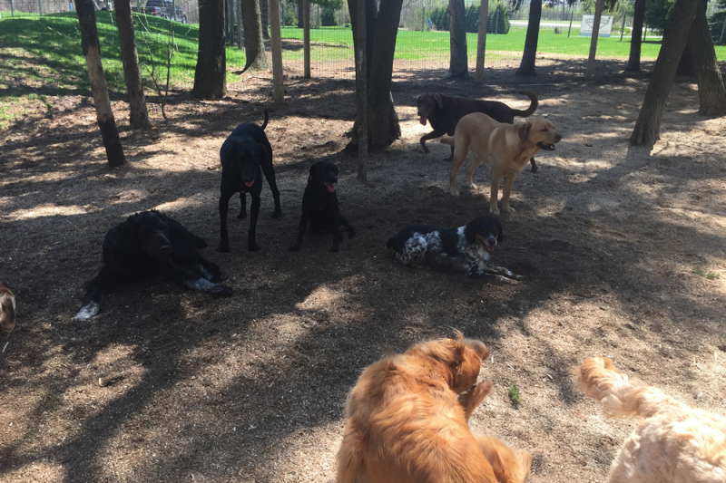 Rin Tin Inn Dog Lodge