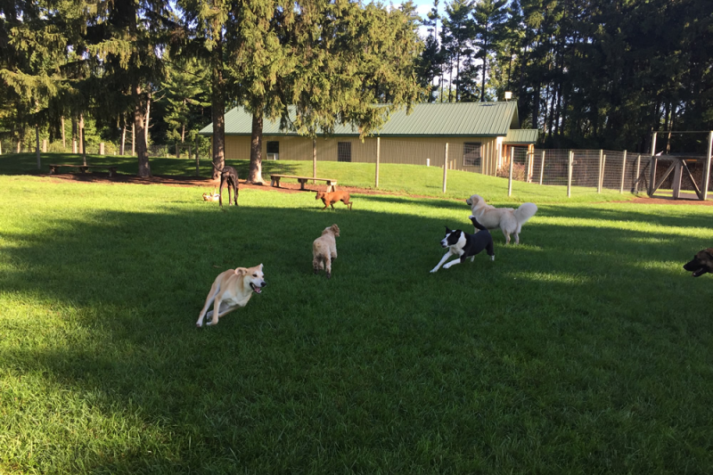 Rin Tin Inn Dog Lodge