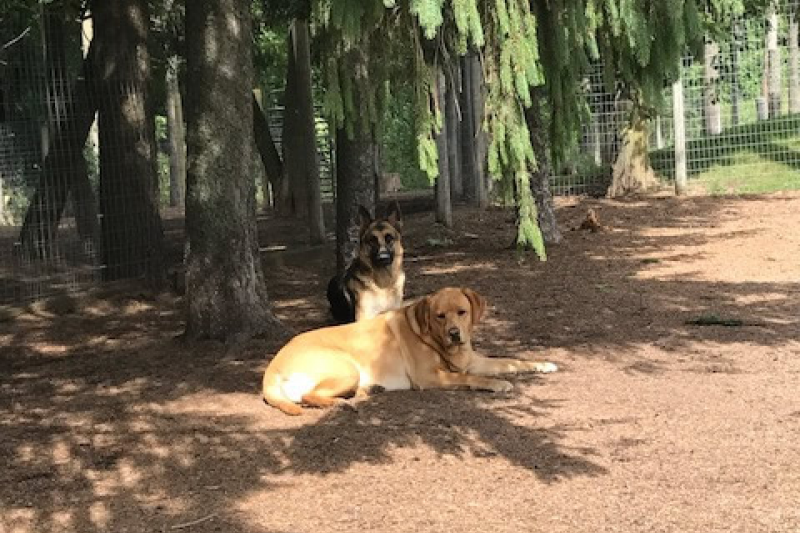 Rin Tin Inn Dog Lodge