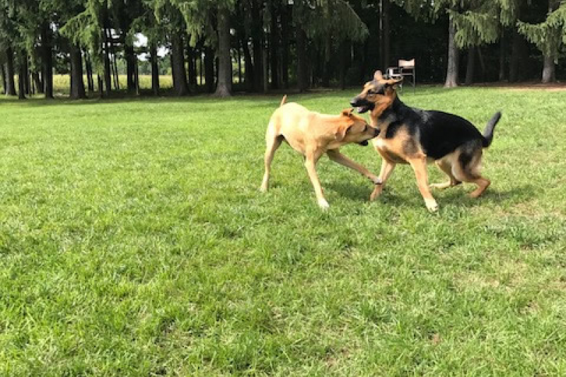 Rin Tin Inn Dog Lodge