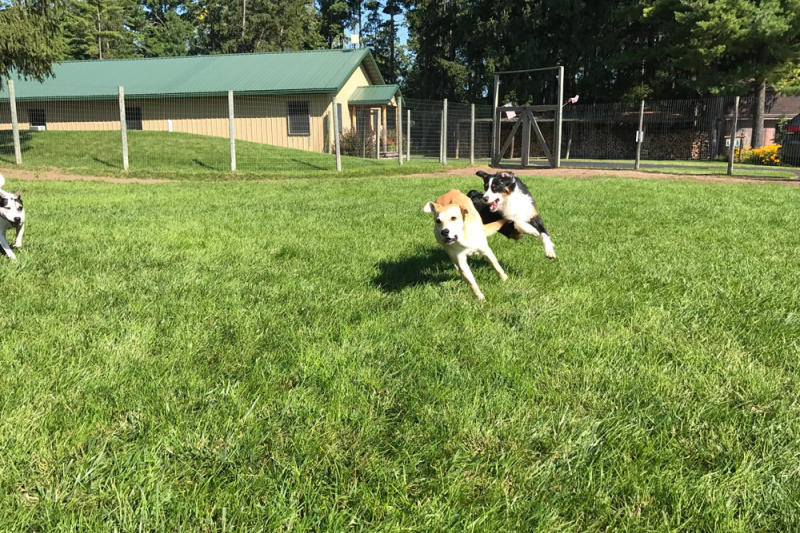 Rin Tin Inn Dog Lodge