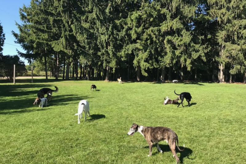 Rin Tin Inn Dog Lodge