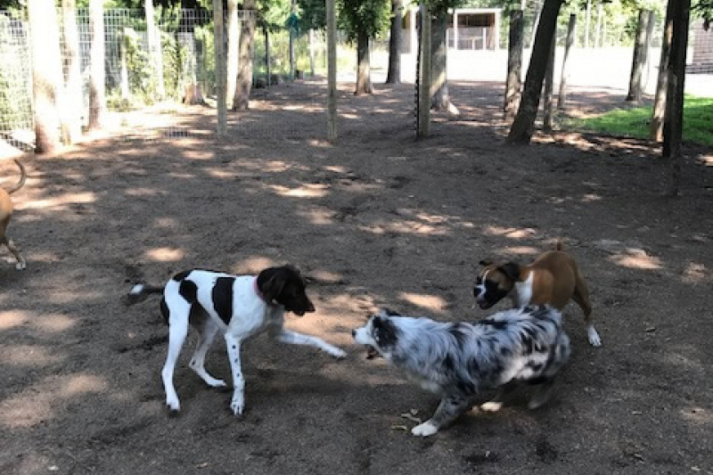 Rin Tin Inn Dog Lodge