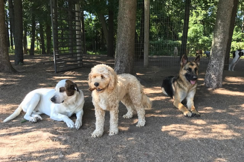 Rin Tin Inn Dog Lodge