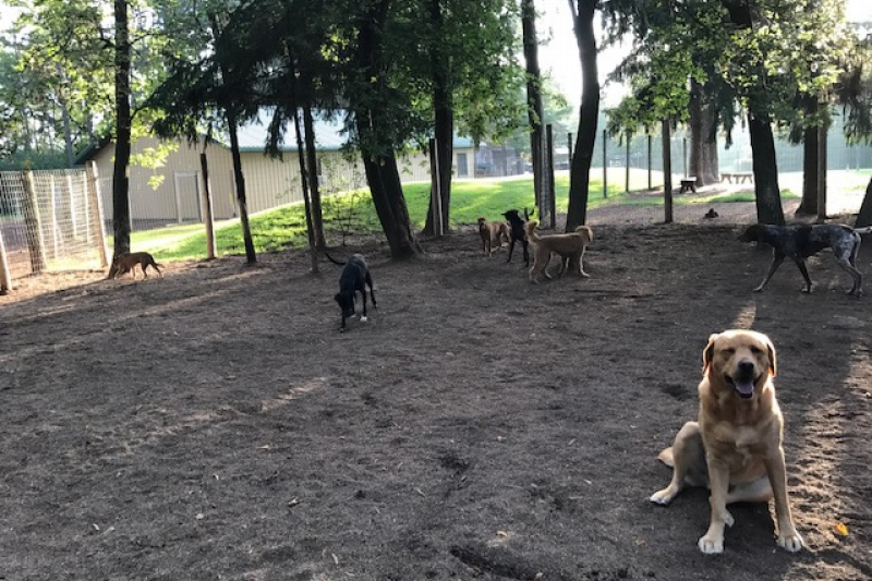 Rin Tin Inn Dog Lodge