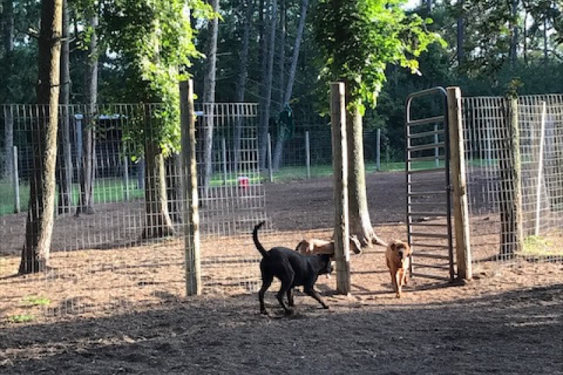 Rin Tin Inn Dog Lodge