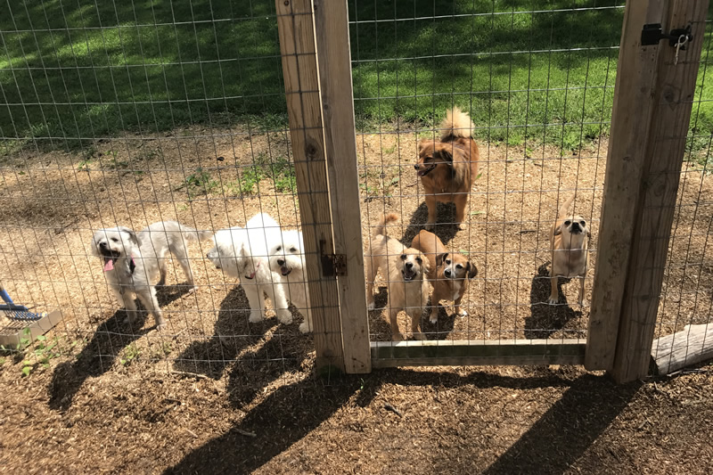 Rin Tin Inn Dog Lodge