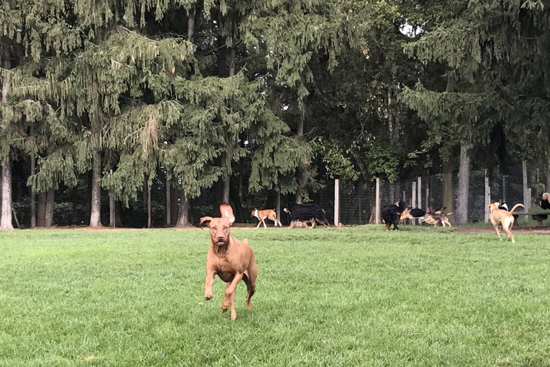 Rin Tin Inn Dog Lodge