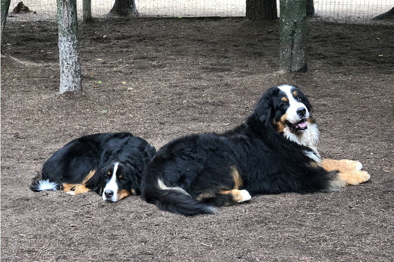 Rin Tin Inn Dog Lodge