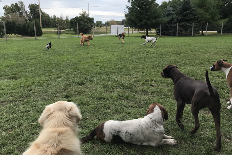 Rin Tin Inn Dog Lodge