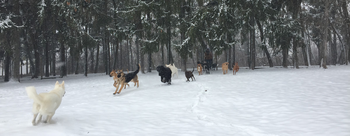 Rin Tin Inn Dog Lodge