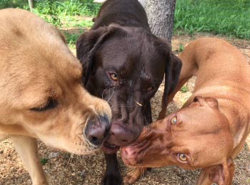 Rin Tin Inn Dog Lodge